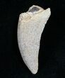 Albertosaurus Tooth - Two Medicine Formation #6948-1